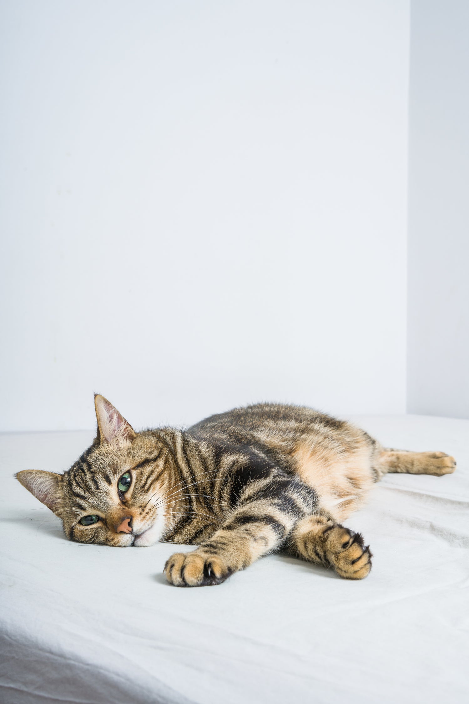 Tabby Cat lounging around 